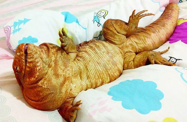 [FOTO] MacGyver, soparla de talia unui caine care face furori pe Instagram