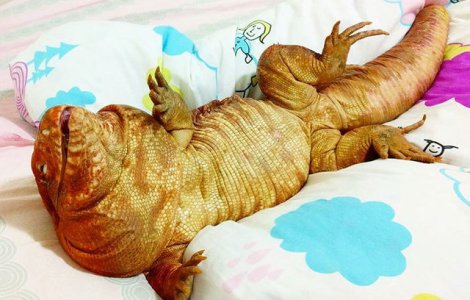 MacGyver, soparla de talia unui caine care face furori pe Instagram