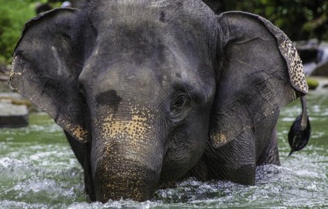  Video  Sri Lanka: Un elefant ajuns in mijlocul marii, salvat de marinari