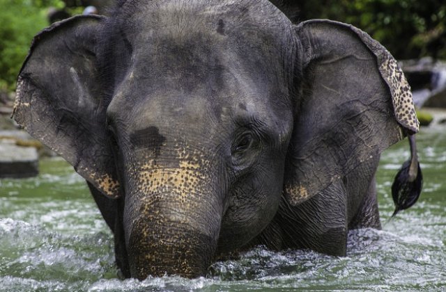 [Video] Sri Lanka: Un elefant ajuns in mijlocul marii, salvat de marinari