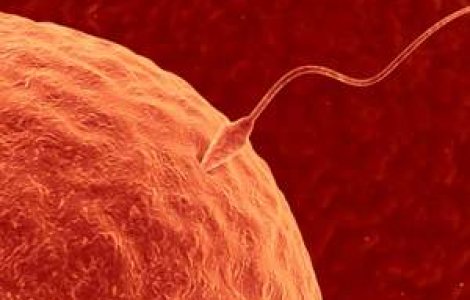 Cercetatorii au descoperit ca inteligenta face spermatozoizii mai vigurosi