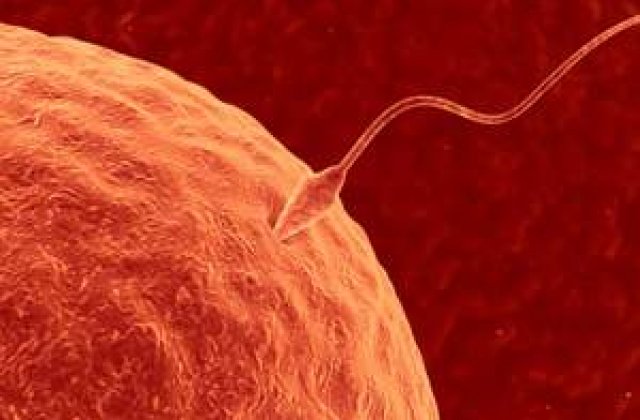 Cercetatorii au descoperit ca inteligenta face spermatozoizii mai vigurosi