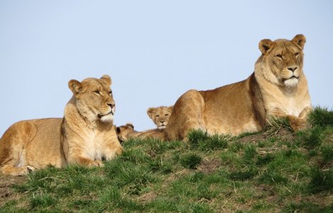 Trei lei care au evadat dintr-un parc national au fost ucisi