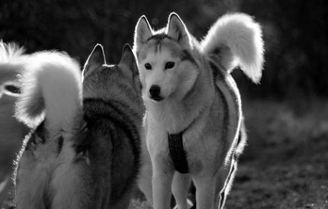 Masacru si cruzime: 100 de caini husky ucisi