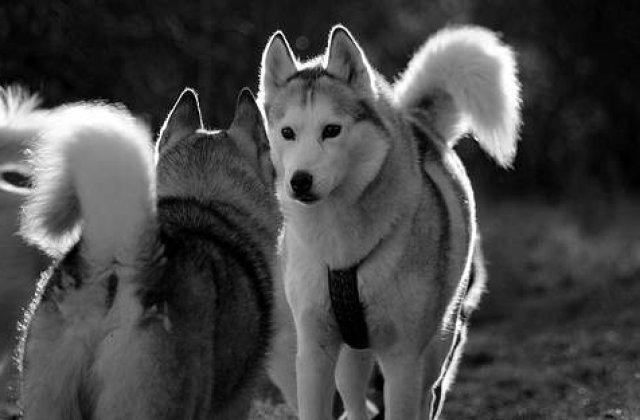 Masacru si cruzime: 100 de caini husky ucisi