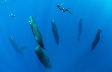  Video  O priveliste inedita: acest fotograf a surprins mai multe balene dormind