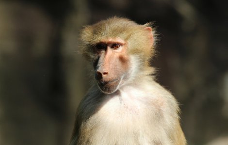 Un babuin a lasat un oras fara curent electric