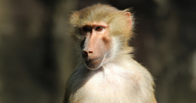 Un babuin a lasat un oras fara curent electric