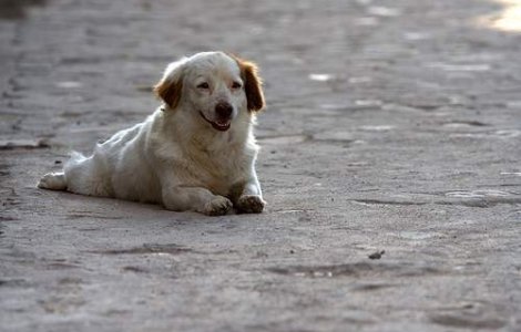 Maidanezii trebuie lasati pe strazi, sa nu se inmulteasca sobolanii