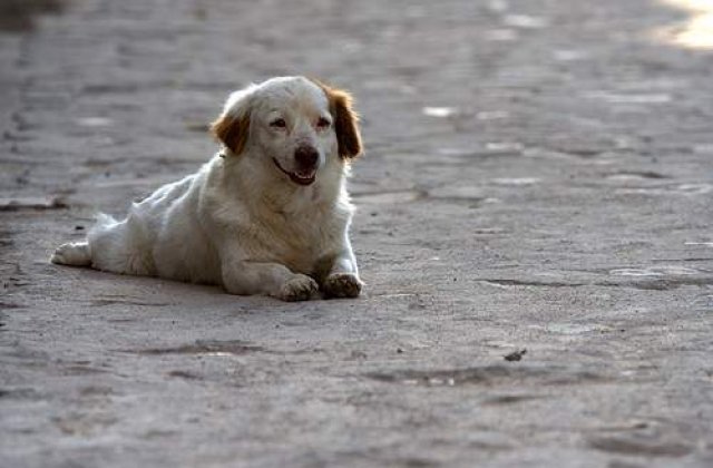 Maidanezii trebuie lasati pe strazi, sa nu se inmulteasca sobolanii