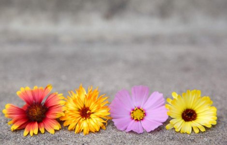 Horoscopul floral pentru toate zodiile