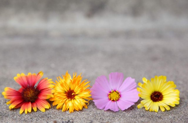 Horoscopul floral pentru toate zodiile