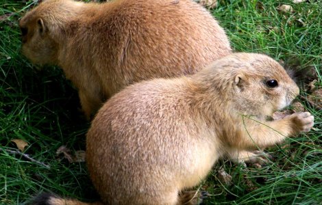  Videp  Marmota Phil prevesteste primavara