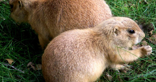  Videp  Marmota Phil prevesteste primavara