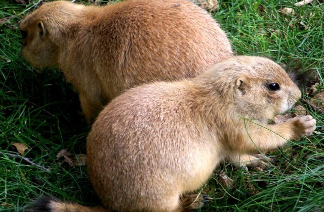 [VIDEP] Marmota Phil prevesteste primavara