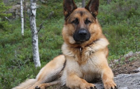 Vaslui: Inspectoratul pentru Situatii de Urgenta a scos la licitatie un caine