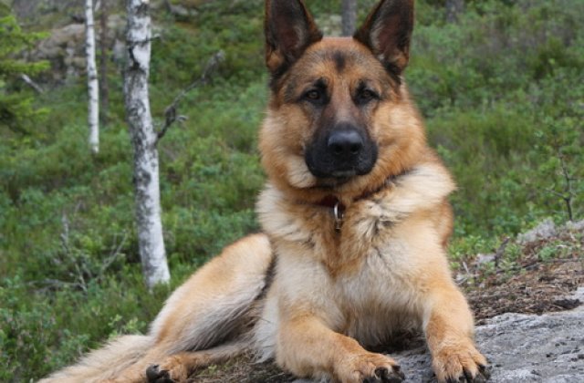 Vaslui: Inspectoratul pentru Situatii de Urgenta a scos la licitatie un caine