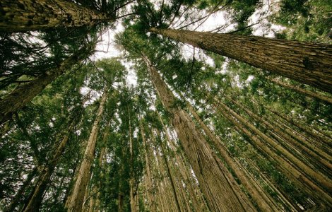 Platforma Romania 100: Guvernul PSD-ALDE pregateste eliminarea accesului public la "Inspectorul Padurii"