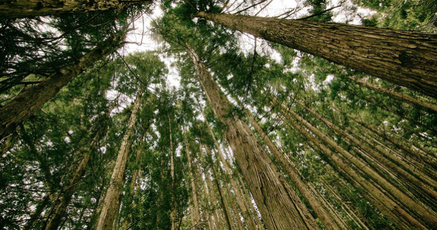 Platforma Romania 100: Guvernul PSD-ALDE pregateste eliminarea accesului public la "Inspectorul Padurii"