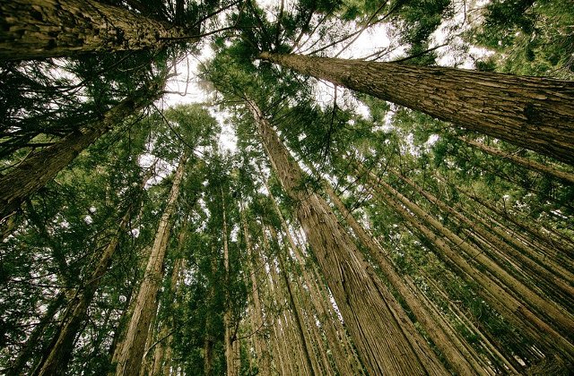 Platforma Romania 100: Guvernul PSD-ALDE pregateste eliminarea accesului public la "Inspectorul Padurii"