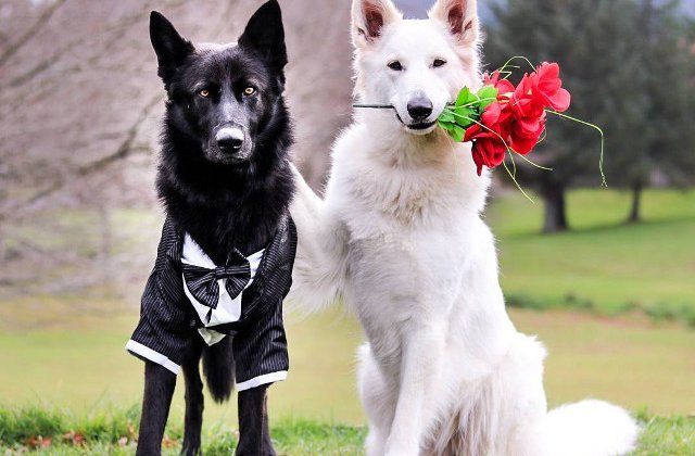 [FOTO] Doi caini sunt indragostiti, iar fotografiile de la "nunta lor" o dovedesc