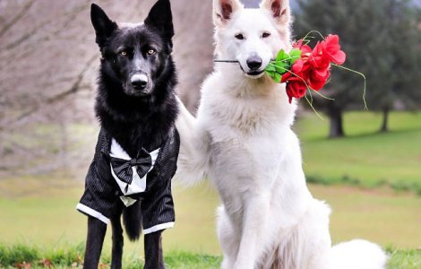  Foto  Doi caini sunt indragostiti, iar fotografiile de la "nunta lor" o dovedesc