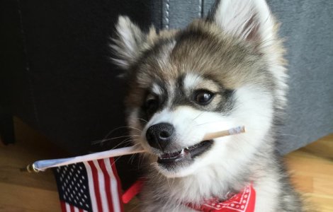  Foto  Un pui de husky pomeranian a cucerit internetul