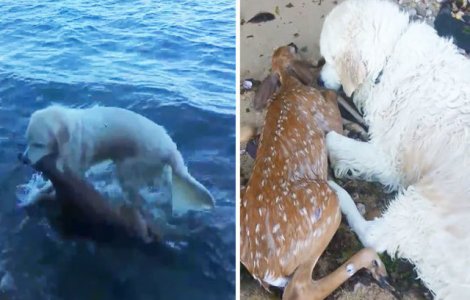 Un caine a salvat un pui de caprioara de la inec