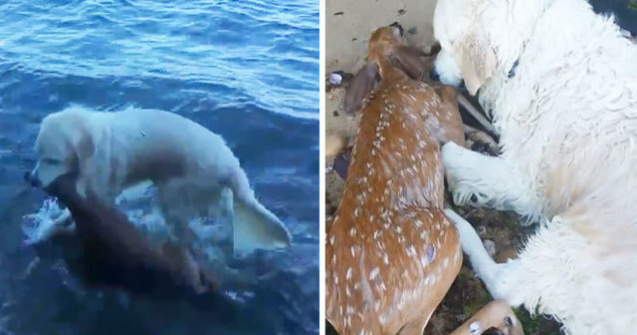 Un caine a salvat un pui de caprioara de la inec