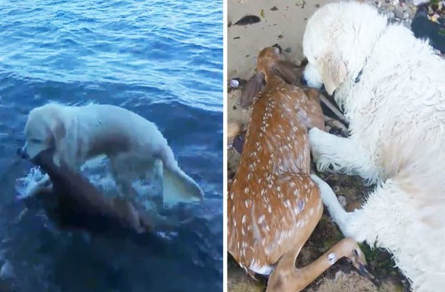 [VIDEO] Clipul care a emotionat o lume intreaga: un caine a salvat un pui de caprioara de la inec