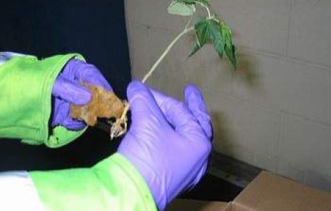 Trafic de cannabis in centrul Capitalei