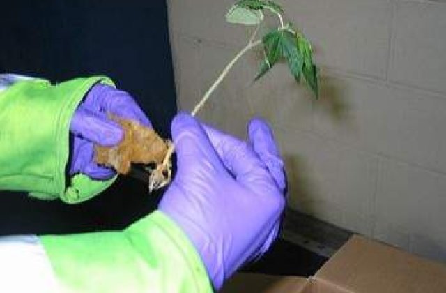 Trafic de cannabis in centrul Capitalei