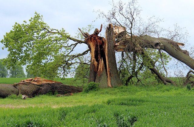 Bihor: O persoana a murit si alte 16 au fost ranite in urma unei furtuni.  Mai multi copaci au fost smulsi de vantul puternic