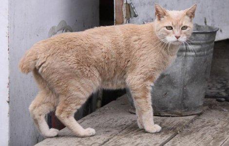 Pisica Stubbs, primar al unui orasel din Alaska de 20 de ani, a incetat din viata