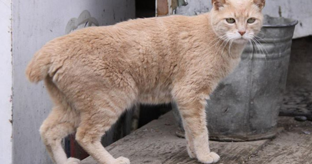 Pisica Stubbs, primar al unui orasel din Alaska de 20 de ani, a incetat din viata