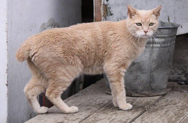 Pisica Stubbs, primar al unui orasel din Alaska de 20 de ani, a incetat din viata