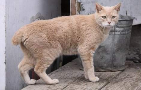 Pisica Stubbs, primar al unui orasel din Alaska de 20 de ani, a incetat din viata