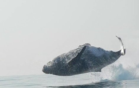 Superb! Saltul unei balene de 40 tone surprins pe video