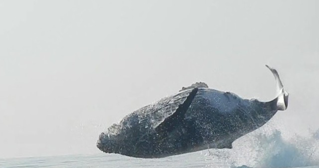 Superb! Saltul unei balene de 40 tone surprins pe video