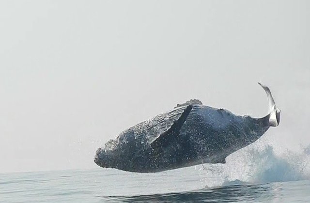 [VIDEO] Superb! Momentul in care o balena de 40 tone face un salt complet