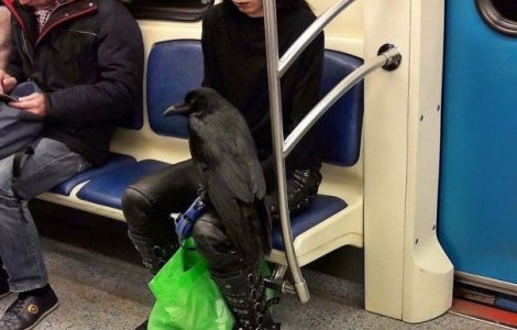  Top  10+ imagini... ciudate facute catalorilor din metrou