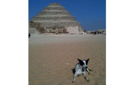 SUA: "Evacuati cainii si pisicile din Egipt!"