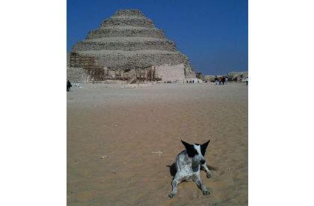 SUA: "Evacuati cainii si pisicile din Egipt!"