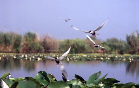 Roberto Baggio a venit in Romania la vanatoare