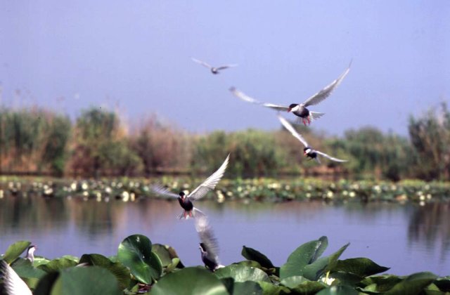 Roberto Baggio a venit in Romania la vanatoare