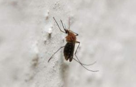 O noua amenintare: Insecta indistructibila!