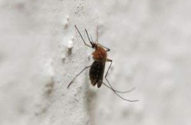 O noua amenintare: Insecta indistructibila!