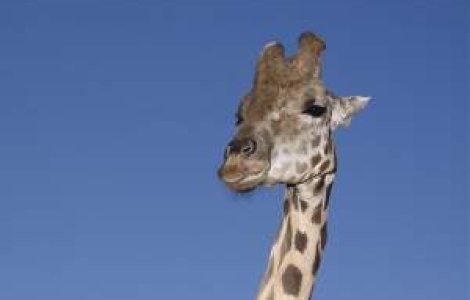 Topul gradinilor zoologice din Europa