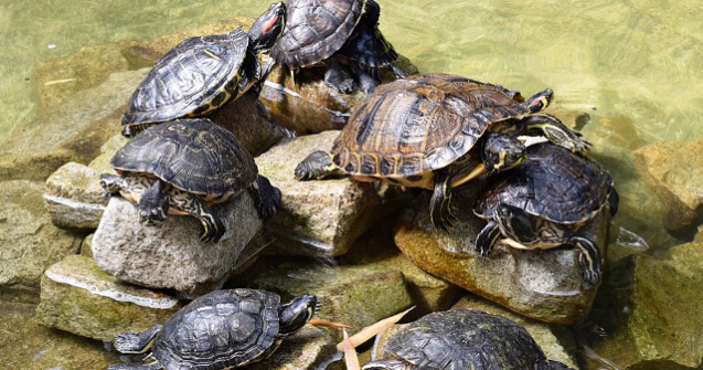  Video  Peste 1.000 de testoase, eliberate in Thailanda pentru longevitatea regelui, cu ocazia zilei sale de nastere