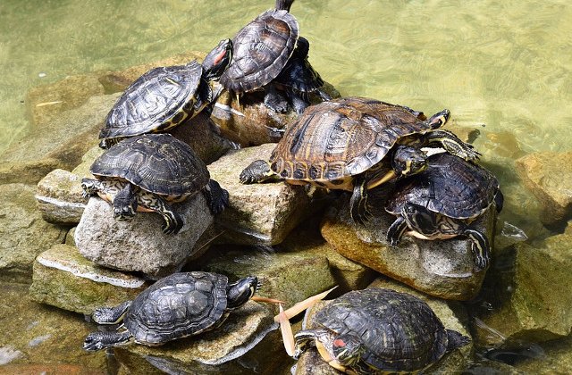 [Video] Peste 1.000 de testoase, eliberate in Thailanda pentru longevitatea regelui, cu ocazia zilei sale de nastere